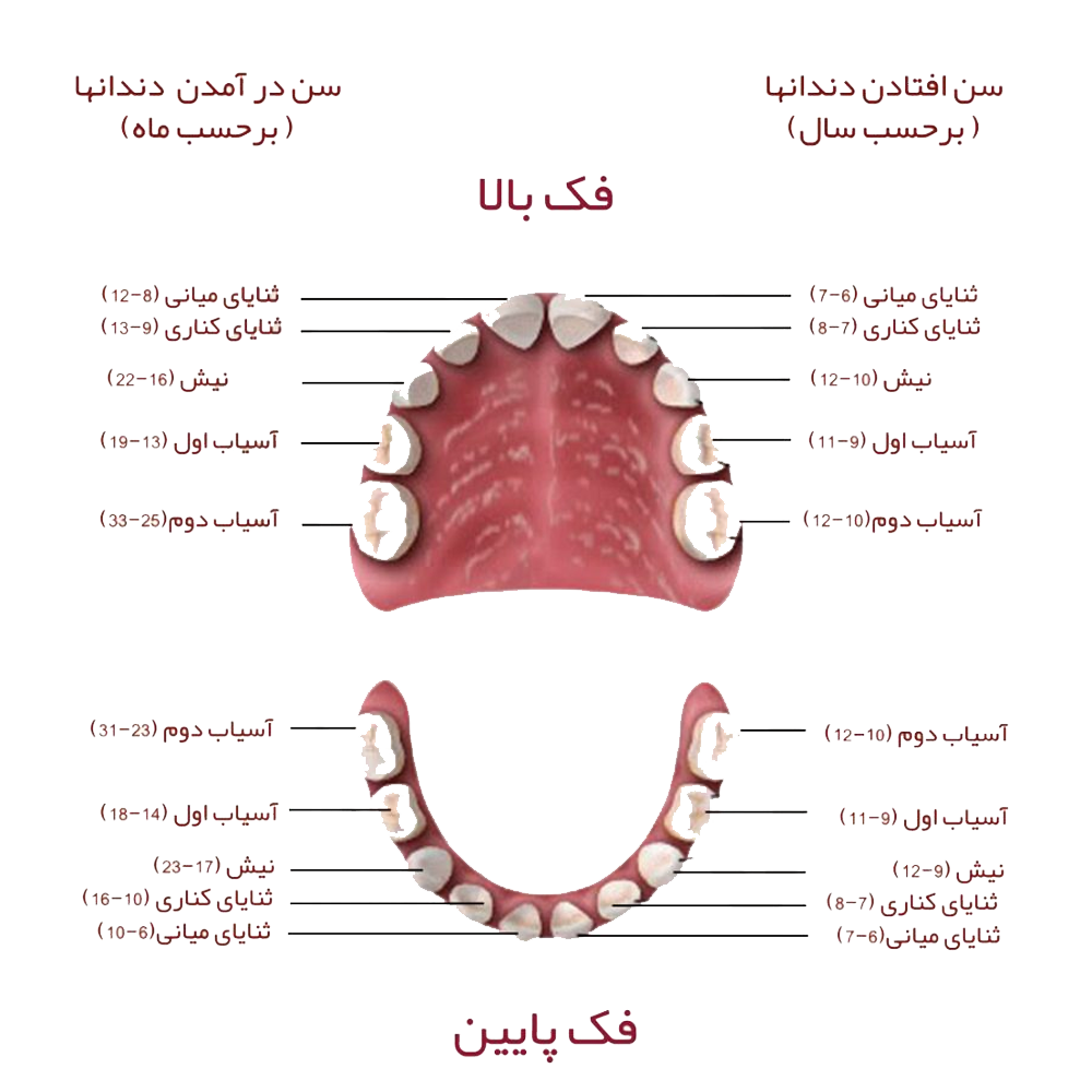 انواع دندان 