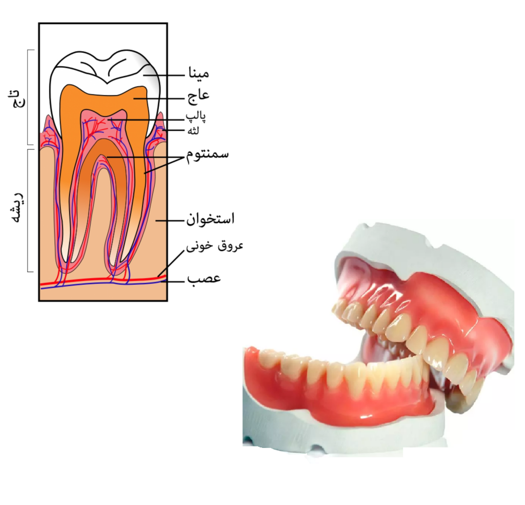 دندان dental