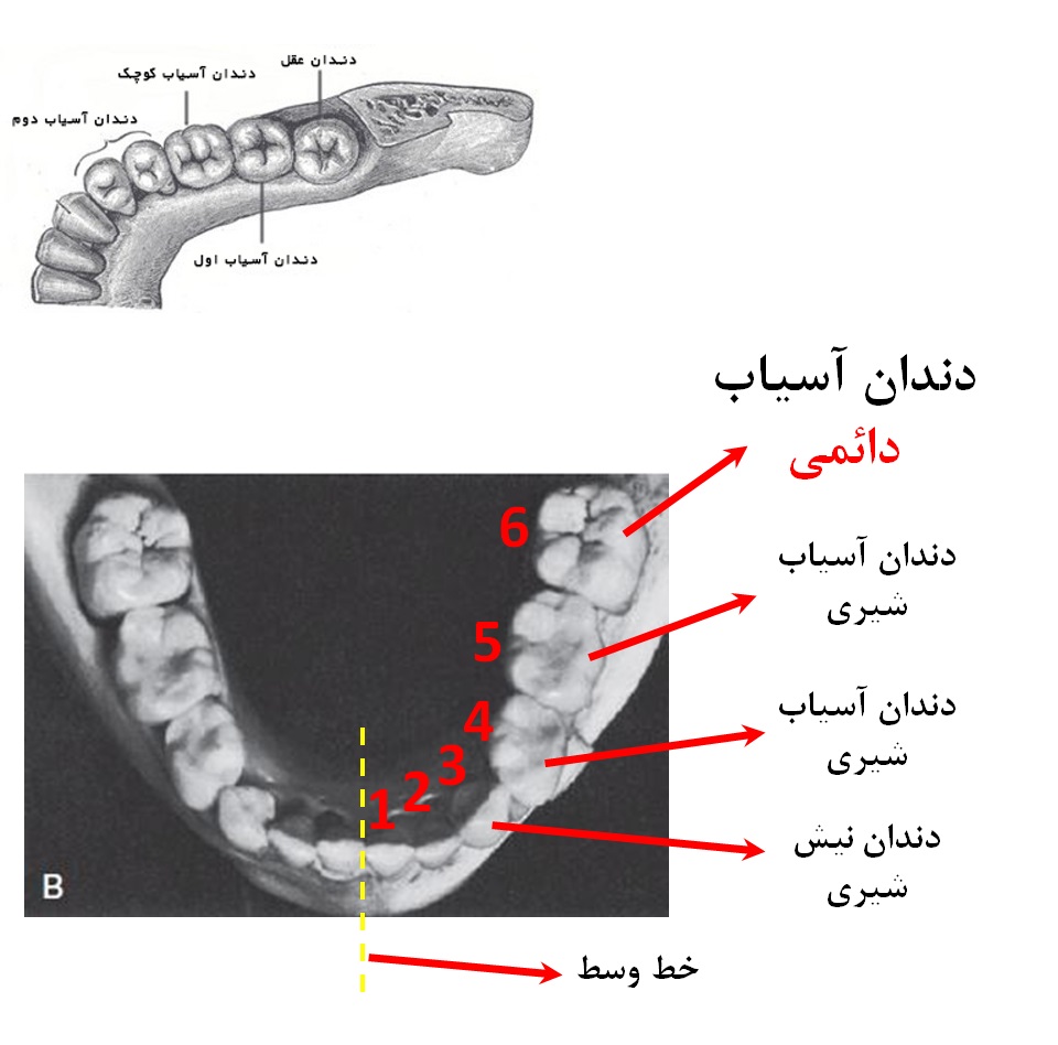 دندان آسیاب